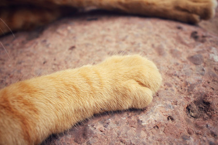 Cat feetの写真素材
