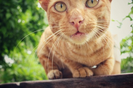 Cat lookingの写真素材