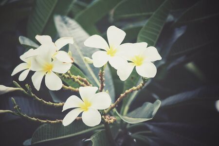 White frangipani flower on treeの写真素材