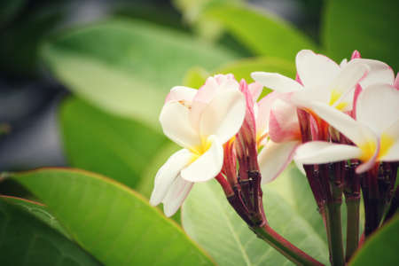 White frangipani flower on treeの写真素材
