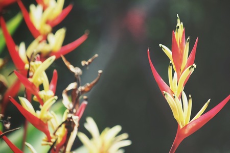 Bird of paradise flowersの写真素材