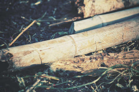 Tree branchの写真素材