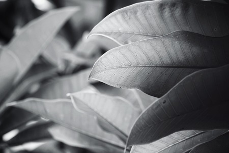 Leaves on treeの写真素材