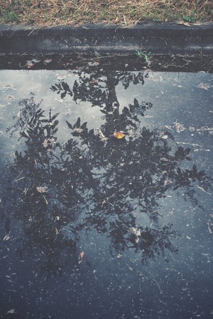 Tree with shadow on waterの写真素材