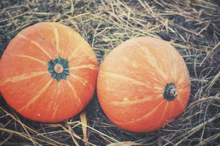 Fresh pumpkinsの写真素材