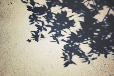 Leaves with shadowの写真素材