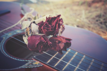 Guitar with dried roseの写真素材
