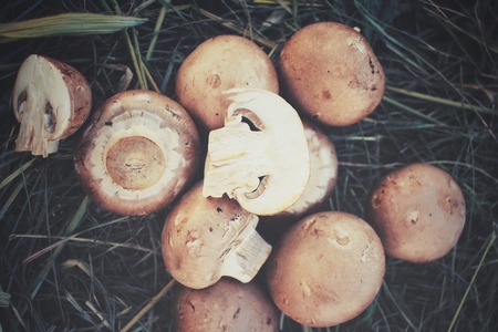 Champignon mushrooms on dried grassの写真素材
