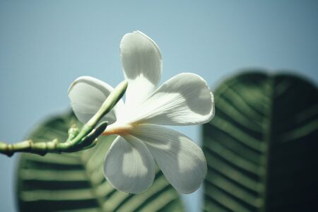 White frangipani flower on treeの写真素材