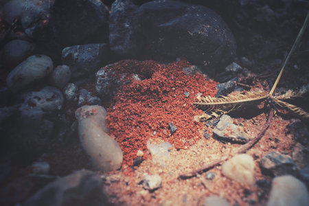 Ants nest
