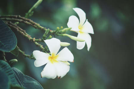 White frangipani flower on treeの写真素材