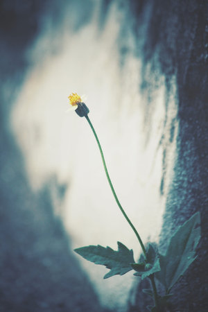 Vintage spring flowersの写真素材