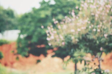 blurred forestの写真素材