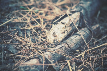 Tree branches on dried grassの写真素材