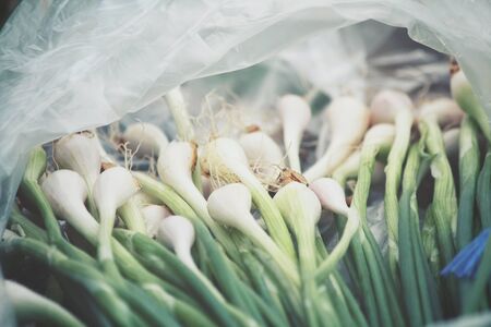 Green onionの写真素材