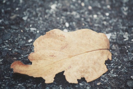 Dried leavesの写真素材