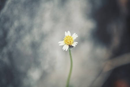 Vintage spring flowersの写真素材