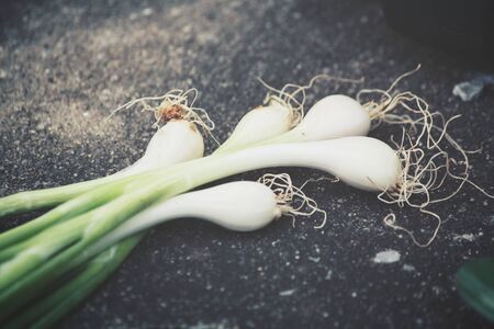 Green onionの写真素材