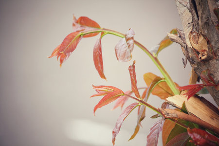 Red leaves in autumn