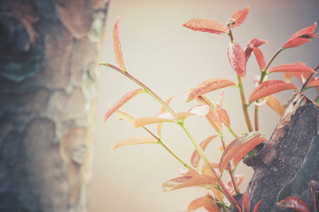 Red leaves in autumn