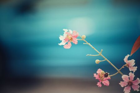 Pink flowersの写真素材