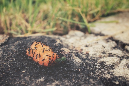 Ants eating.の写真素材