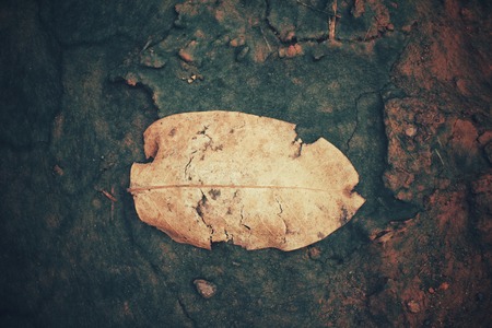 Dried leavesの写真素材