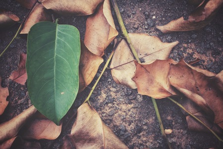 Green and brown leavesの写真素材