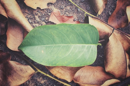 Green and brown leavesの写真素材