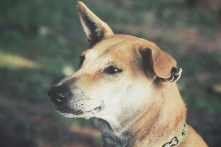 Dog lookingの写真素材