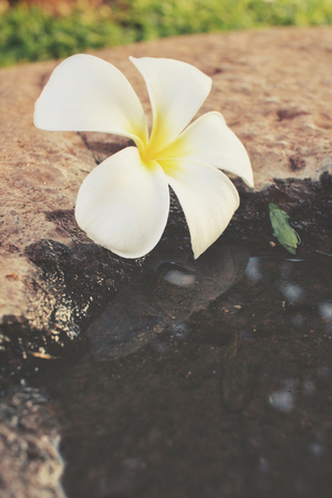 White frangipani flower with waterの写真素材