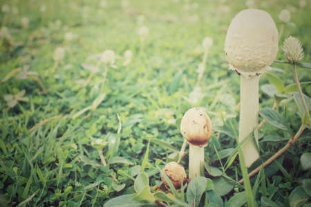 Mushrooms on the grassの写真素材