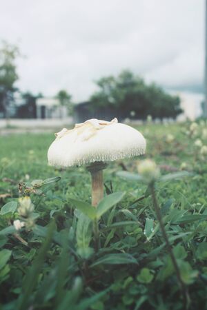 Mushrooms on the grassの写真素材