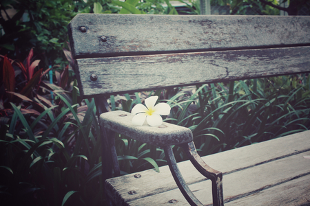 Frangipani flower on bench chairの写真素材