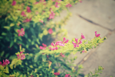 Pink flowers