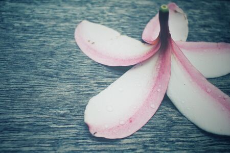 White frangipani flower on old woodの写真素材