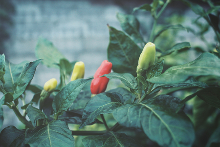 Chilli treeの写真素材