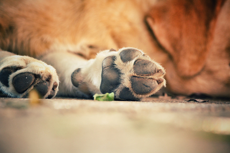 Dog footの写真素材