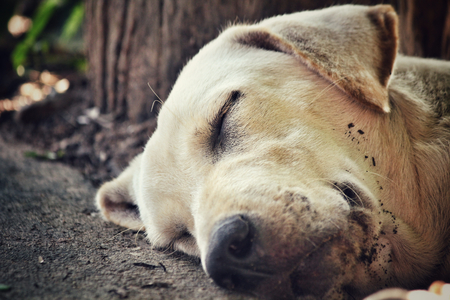 Labrador sleepingの写真素材