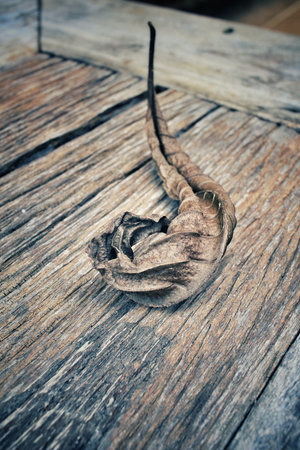 Dried leavesの写真素材