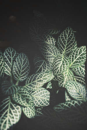Fern leaves with shadowの写真素材