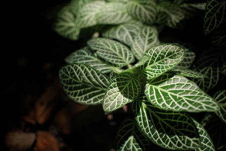 Fern leaves with shadowの写真素材