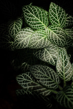 Fern leaves with shadowの写真素材