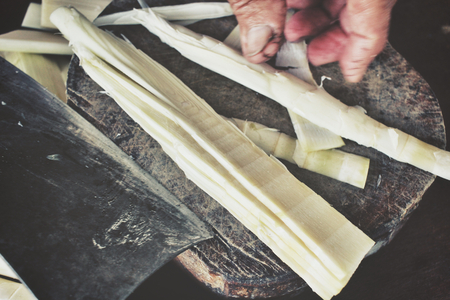 Bamboo shootの写真素材