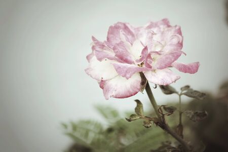 White rose on treeの写真素材