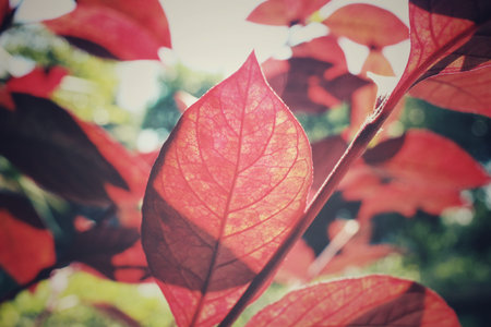 Red leaves in autumn