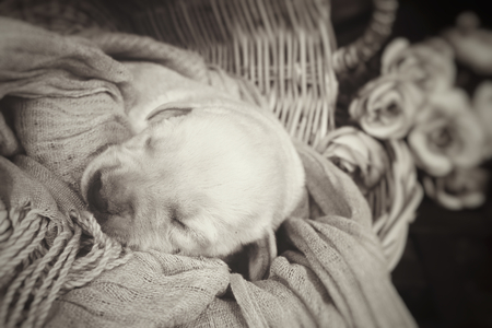 Labrador puppy sleepingの写真素材