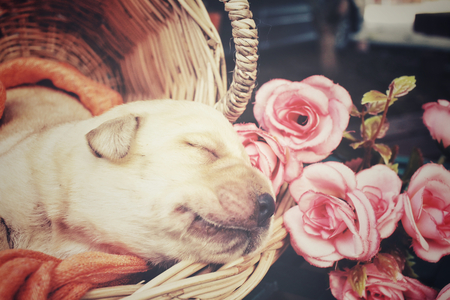 Labrador puppy sleepingの写真素材