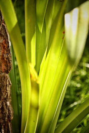 Leaves with shadowの写真素材