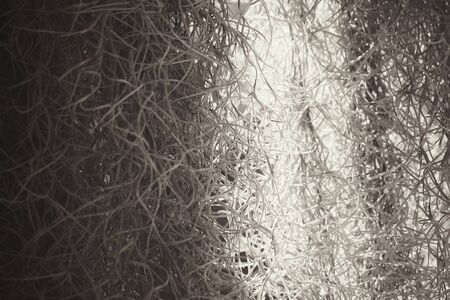 Spanish mossの写真素材